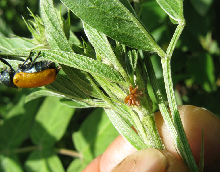 chrysomelidae ? parassitato ? Labidostomis taxicornis