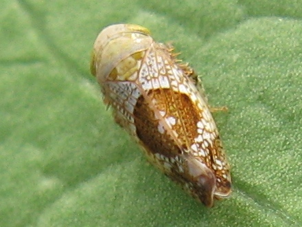 altra cicadella