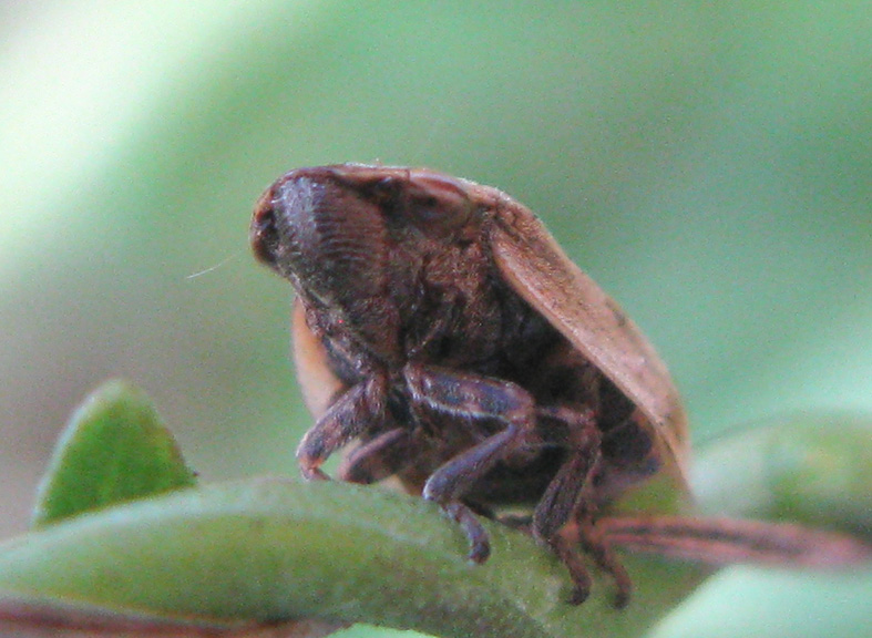 Lepyronia coleoptrata