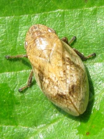 Lepyronia coleoptrata