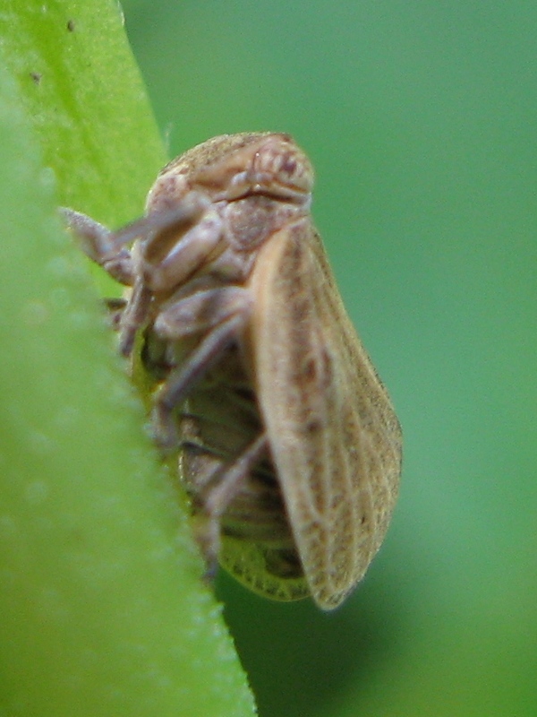 Hysteropterum sp.