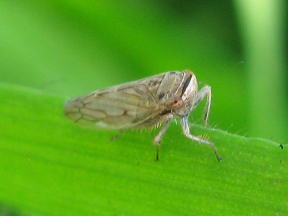 Cicadella (?)