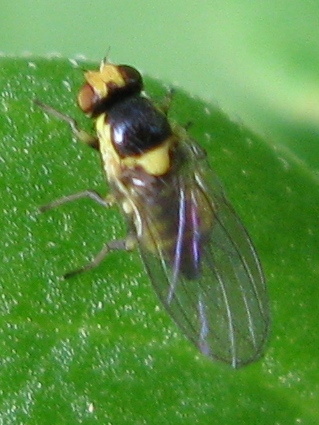 Liriomyza sp. (Agromyzidae)