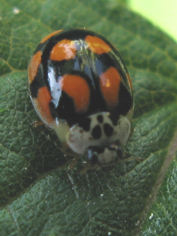 Adalia decempunctata, Coccinellidae