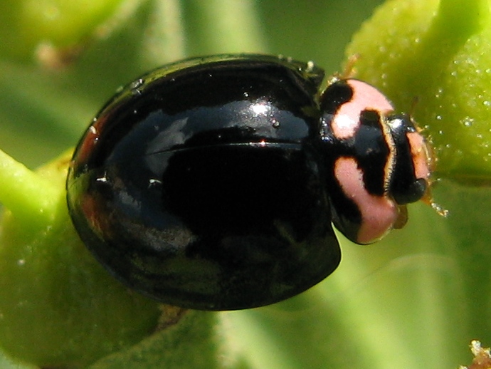 Coccinella bella