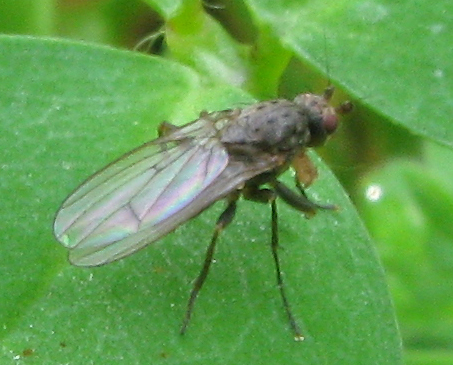 Oecothea fenestralis (Heleomyzidae).