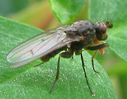 Oecothea fenestralis (Heleomyzidae).