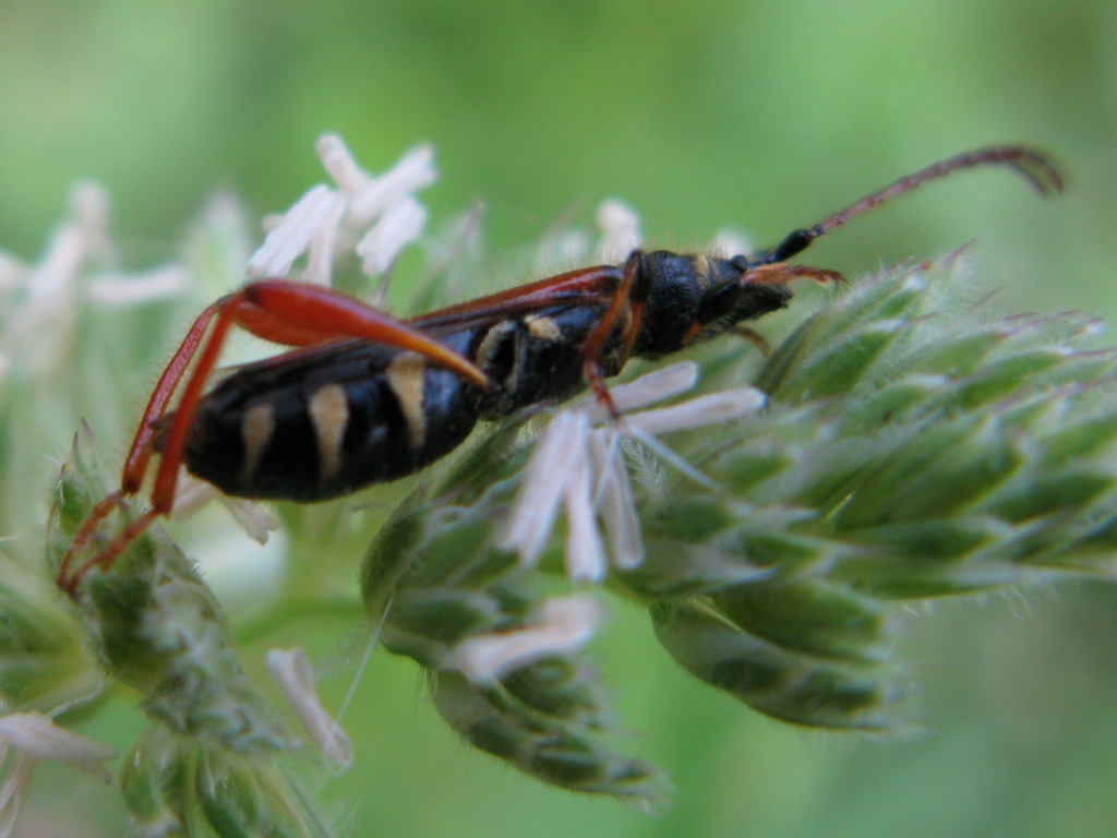 bellissimo! Stenopterus rufus