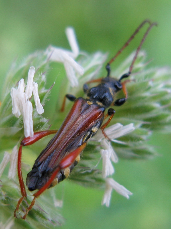 bellissimo! Stenopterus rufus