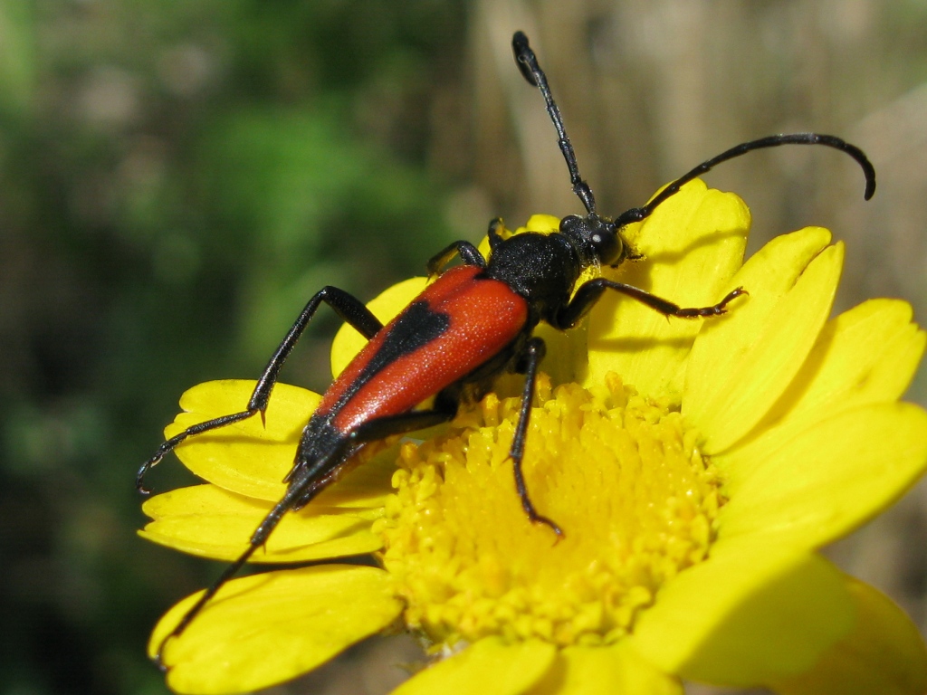 e questo? Stictoleptura cordigera