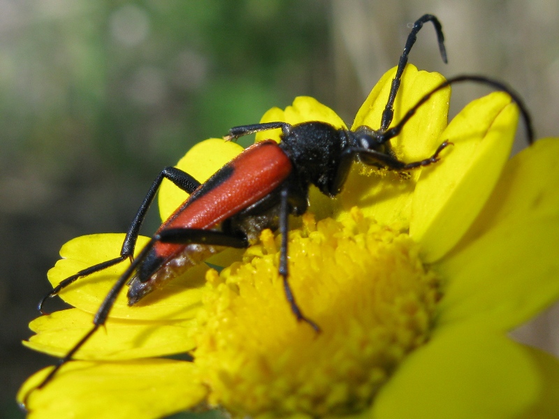 e questo? Stictoleptura cordigera