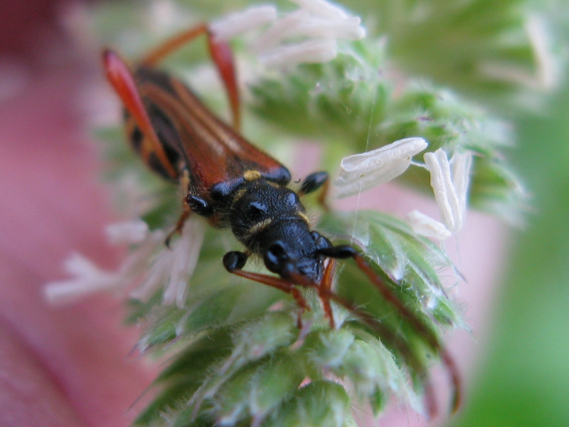 bellissimo! Stenopterus rufus