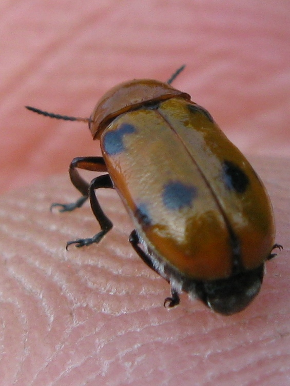 Chrysomelidae? Macrolenes dentipes