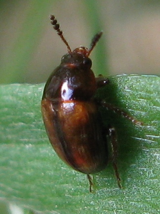 Leiodidae:  Leiodes calcarata (Erichson, 1845) (cf)