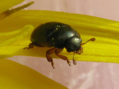 coleotterino: Nitidulidae