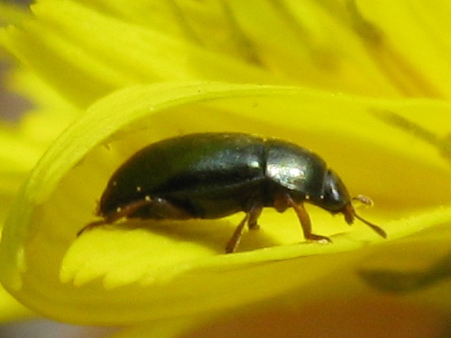 coleotterino: Nitidulidae