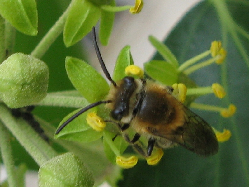 Colletes hederae