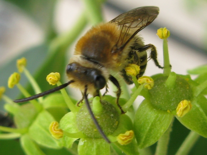 Colletes hederae