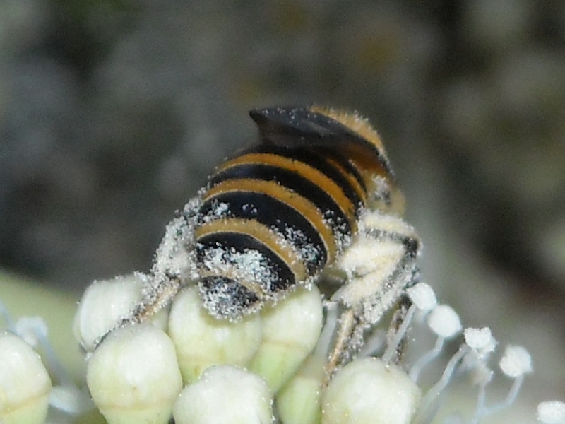 Colletes hederae