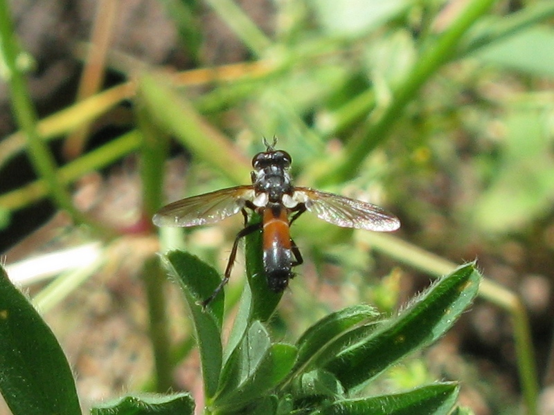 Cylindromyia sp. (Tachinidae)