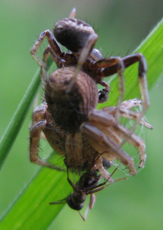 Xysticus sp.