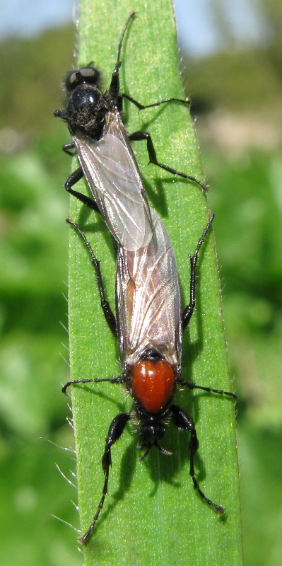 Bibionidae...
