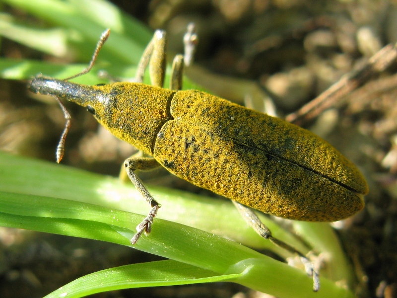 curculionide dei Campi Flegrei