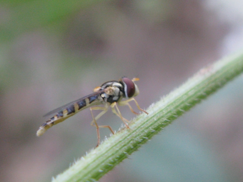 Sphaerophoria sp. (Syrphidae)