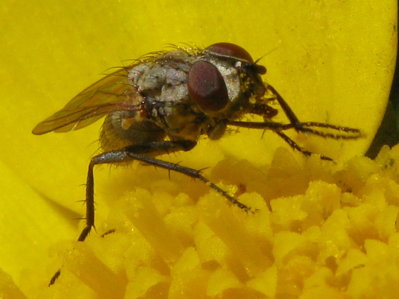 Delia platura M (Anthomyiidae).