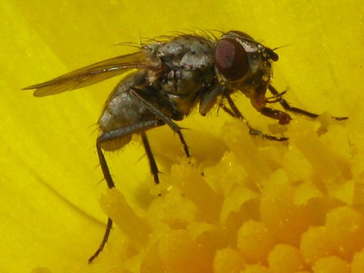 Delia platura M (Anthomyiidae).