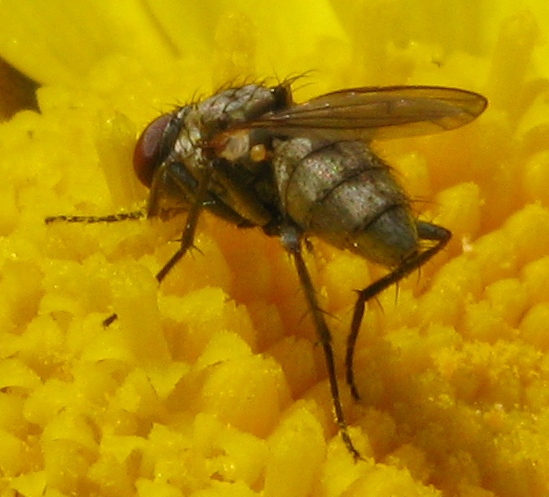 Delia platura M (Anthomyiidae).