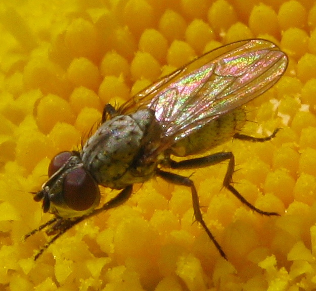 Delia platura M (Anthomyiidae).