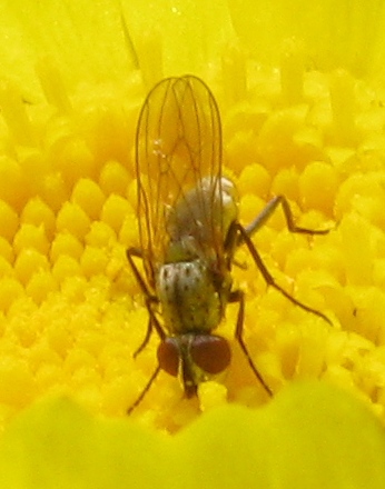 Delia platura M (Anthomyiidae).