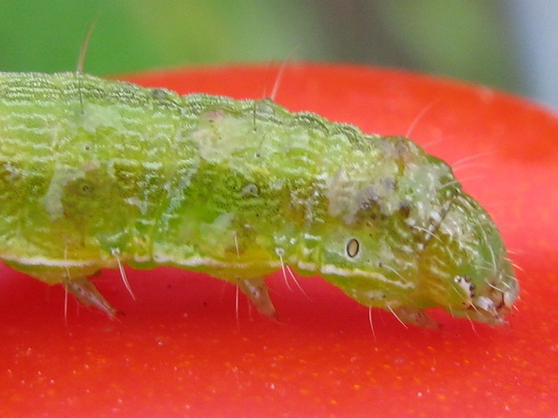 dieta mediterranea - Helicoverpa armigera