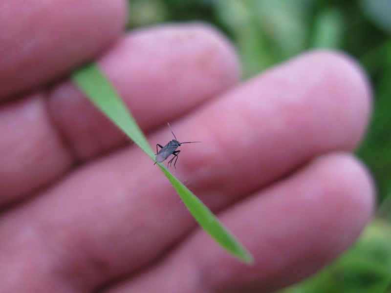 Miridae: Pachytomella passerinii, maschio di Ercolano