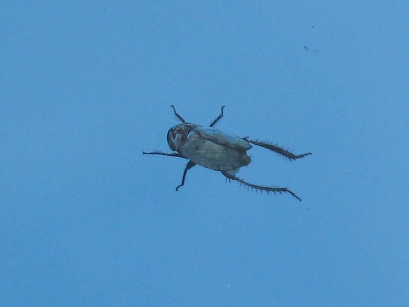 nuotatore (cicalina)