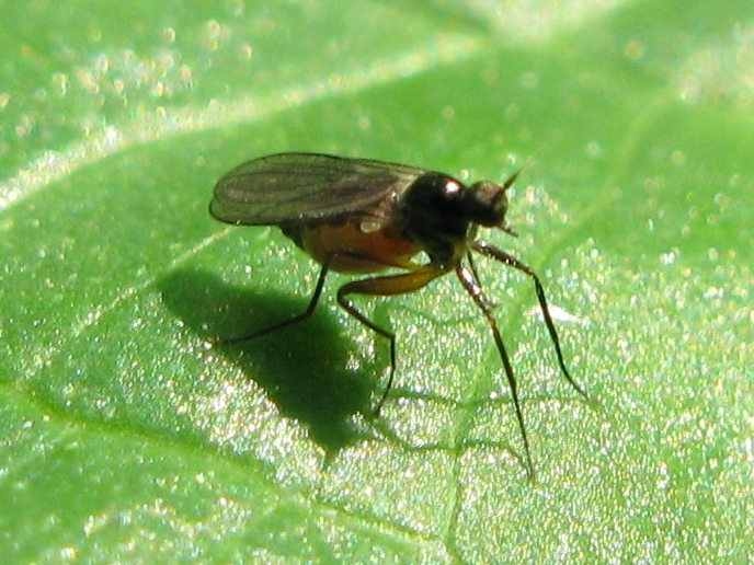 Hybotidae