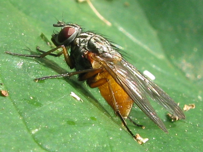 Phaonia subventa F (Muscidae)