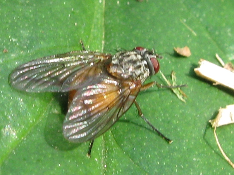 Phaonia subventa F (Muscidae)