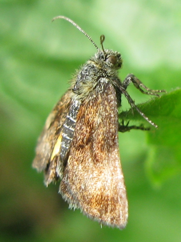 strana farfallina
