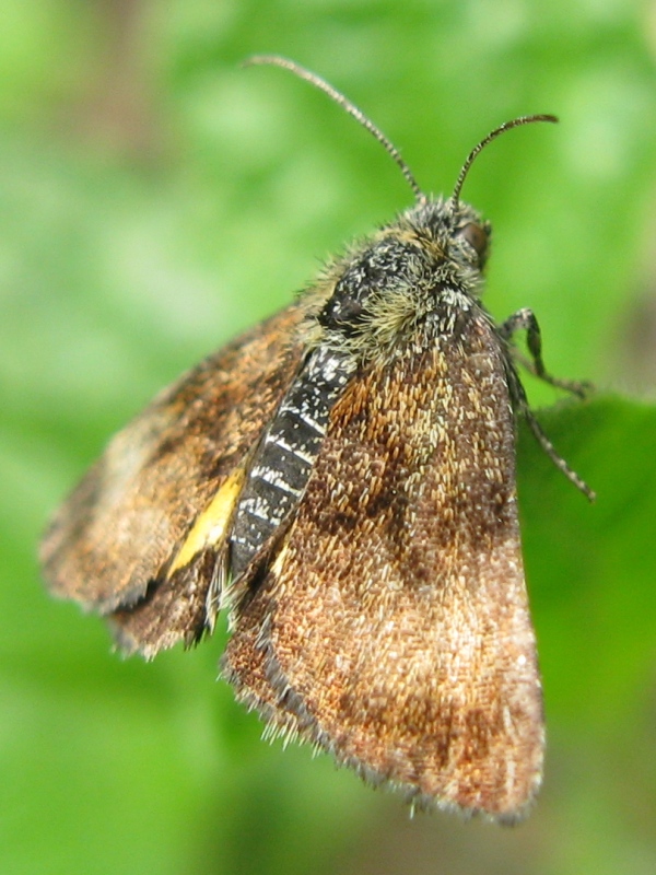 strana farfallina