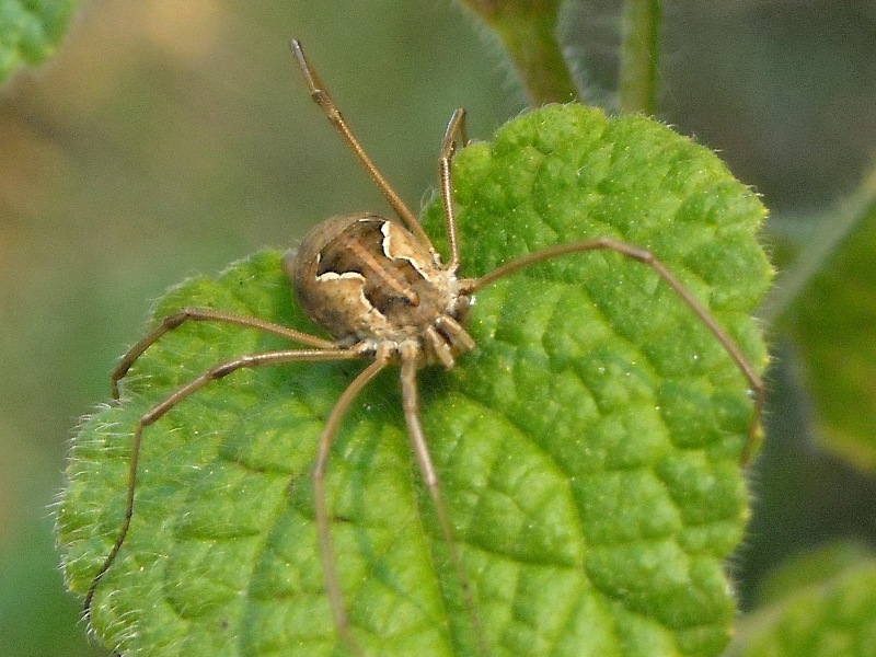 Opilionide Napoli/Caserta: Metaphalangium sp.