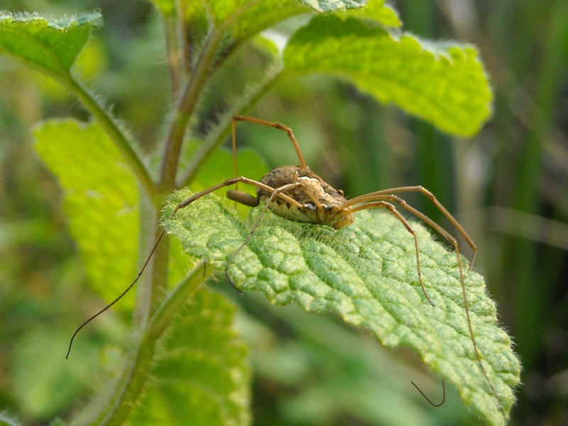 Opilionide Napoli/Caserta: Metaphalangium sp.