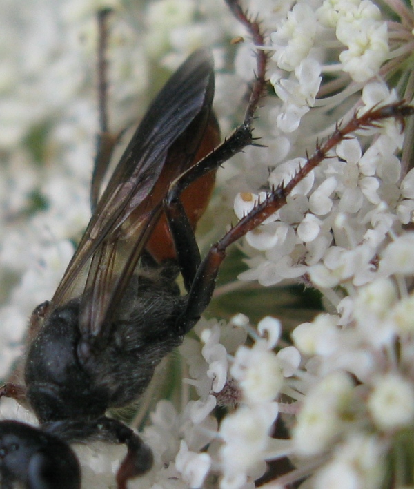 Sphecidae, Prionyx  lividocinctus ??