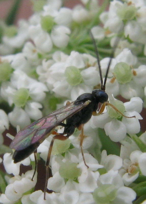 ichneumonide (probabile Campopleginae)