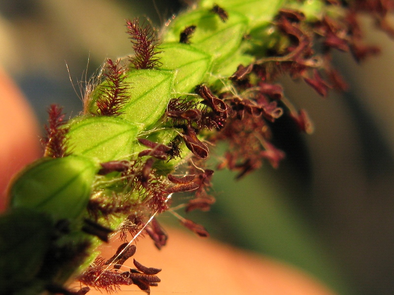 Paspalum dilatatum