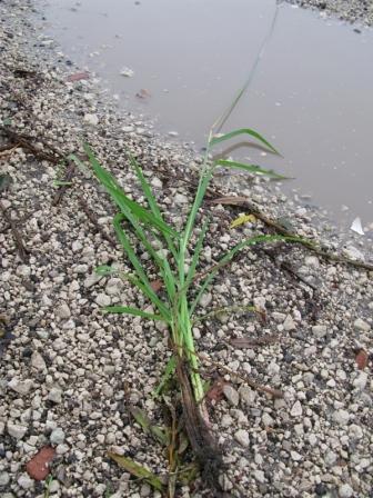 Paspalum dilatatum