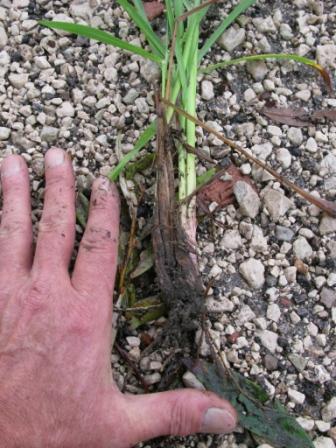 Paspalum dilatatum