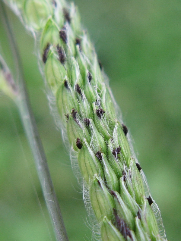 Paspalum dilatatum