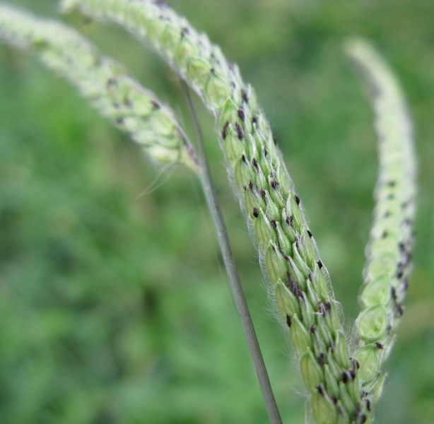 Paspalum dilatatum